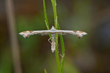 Triangle plume // Huflattich-Federmotte (Platyptilia gonodactyla)
