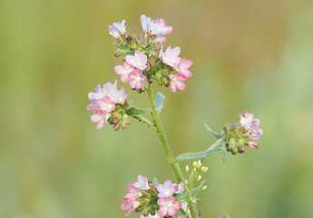 Rare red flowers of Yellow Alkanet, Anchusa ochroleuca