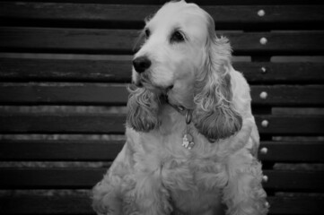 the faithful eyes os a puppy