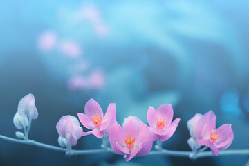 Pink flower on blurred background.