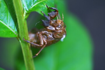 Cicada shell. Cicadas grow larger by repeating molting. Shells remain on trees and grass after the final molting. 