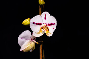 Fototapeta na wymiar close-up on orchid, white, purple and yellow, black background