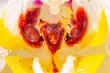 close macro orchid, white, red and yellow