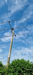 birds on a wire
