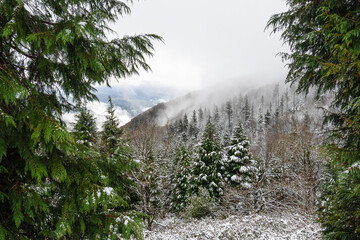Coniferous forest and snowy deciduous trees and among the fog