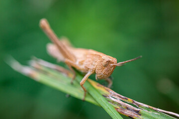 grasshopper on the leaf