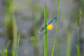 blue dragonfly on a green grass