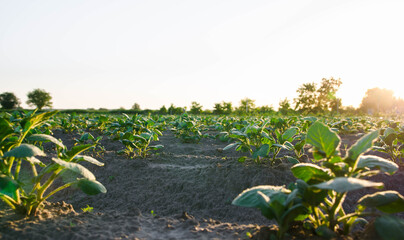 Rows of potato bushes on a farm plantation. Potato plantation at sunrise. Olericulture. Growing food for sale. Agriculture and agro industry. Landscape with agricultural land. Organic farming.