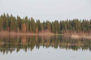 Tree Line By The Water, Elk Island National Park, Alberta