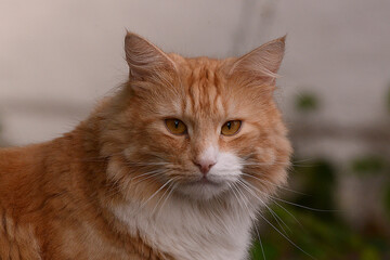 wunderschöne weiss braune Katze