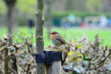 robin perched on a fence
