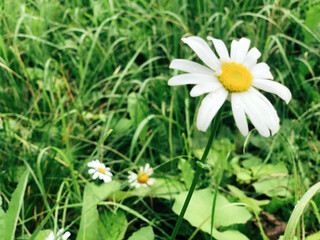 daisies in the grass © Виктория Геллер