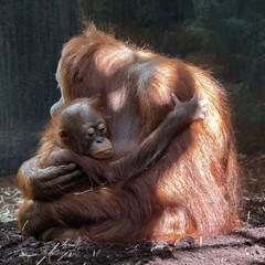 An orangutan mother with her baby monkey   © Pascale Gueret