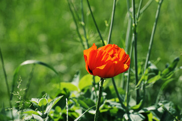 red flower-a blooming poppy on a green background