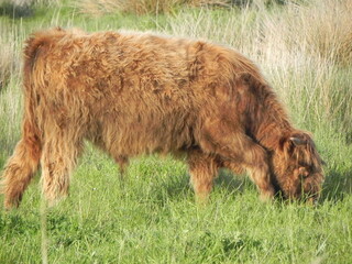 calf in the field