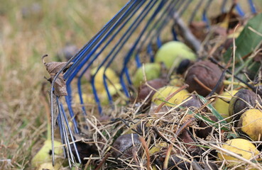 Rake of blue and yellow pears on dry grass