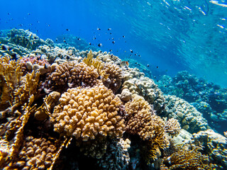 colorful corals and exotic fishes at the bottom of the red sea. beautiful natural summer background