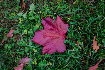 Dry autumn red maple leaf on the green grass