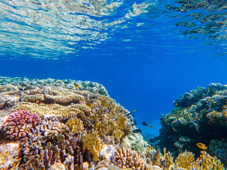 colorful corals and exotic fishes at the bottom of the red sea. beautiful natural summer background