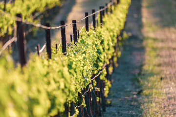 Close up of lush green grape vines in vineyard