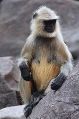 Indian Baboon in the wild 