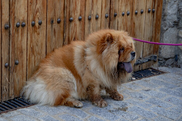 Portraits von einem hübschen Chow Chow