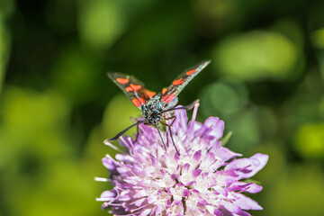 Schmetterling auf lila Blüte