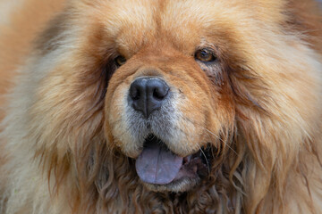 Portraits von einem hübschen Chow Chow