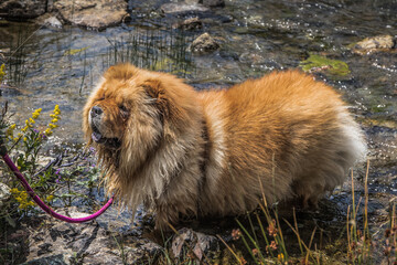 Portraits von einem hübschen Chow Chow