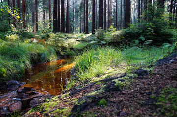 Obraz premium summer reflection in red-brown water in the idyllic forest tranquil scene in nature
