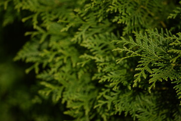 Naklejka na ściany i meble Thuja green branches background, green thuja hedge.