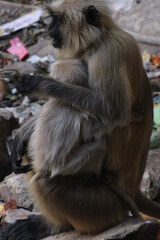 Indian Baboon in the wild 