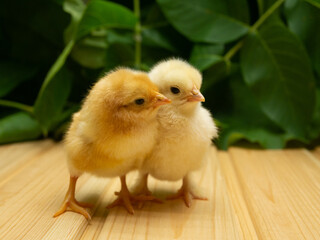 Two yellow new born Chick on a background of plants.