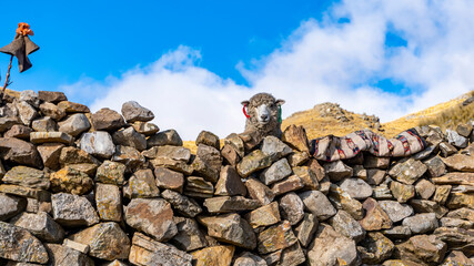 Peru has a sheep population of 14,686,310 heads, which are distributed in a higher percentage in the Peruvian highlands, the photo shows a sheep observing on its corral of curious stones