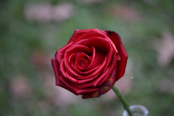 red rose with water drops