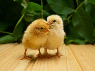 Two yellow new born Chick on a background of plants.