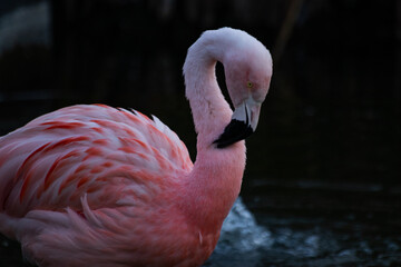 A flamingo in the lake cleaning its feathers