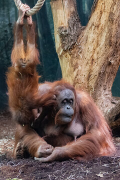An orangutan mother with her baby monkey 
