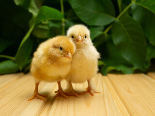 Two yellow new born Chick on a background of plants.