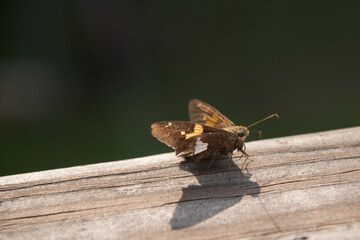 A silver-spotted skipper butterfly perched on wooden deck railing on a sunny day.
