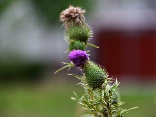 Close-up of a blooming thistle with purple petals and thorns on a summer day with pronounced bokeh of the park lawn and elements of the urban environment.