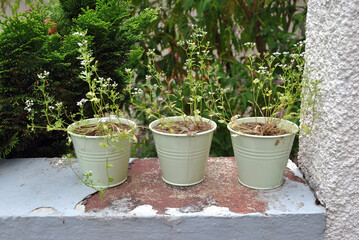 Seedling Plants Growing in Three Identical Metal Pots on Old Stone Wall
