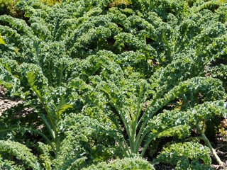 Brassica oleraceae var. sabellica | Grünkohl oder Kale Westfälischer. Gemüse mit sehr fein...