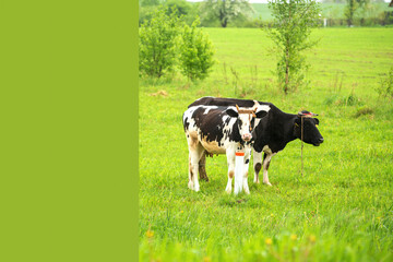 Two black and white cow eats fresh green grass on  grazing on warm spring afternoon. Cattle farming, breeding, milk and meat production concept.