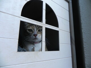 cat behind the window