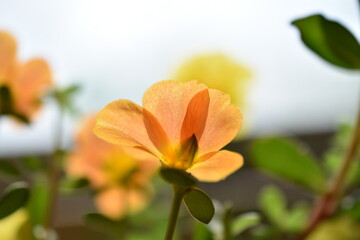Portulaca al trasluz