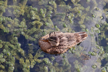 Mallard duck swimming in water with green algae, top view. Waterfowl bird at summer river