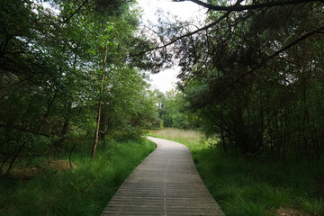 wooden forest road veluwe