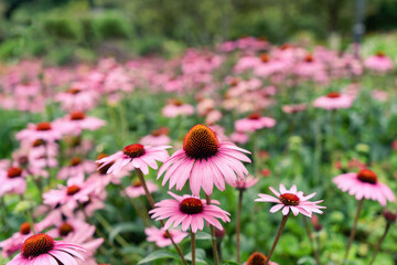 Beautiful pink flowers and pollen in the green garden
