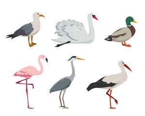 Aquatic and waterfowl Birds in different poses.